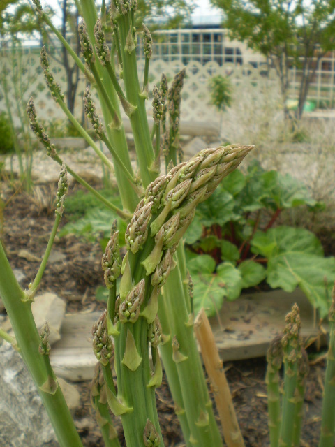 Asparagus Omelette / Rhubarb Crumble