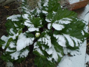 Rhubarb Fractal May 2014