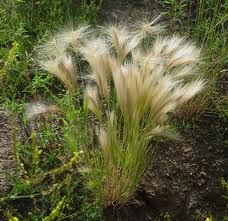 Foxtail