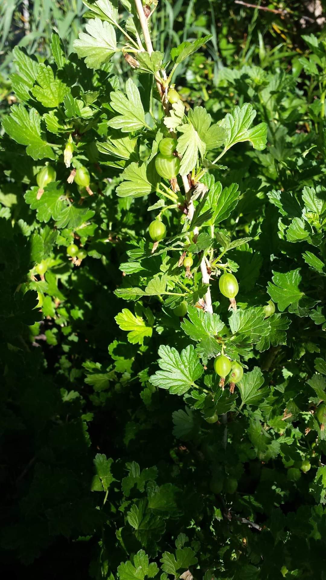 FB_IMG_1583540485169