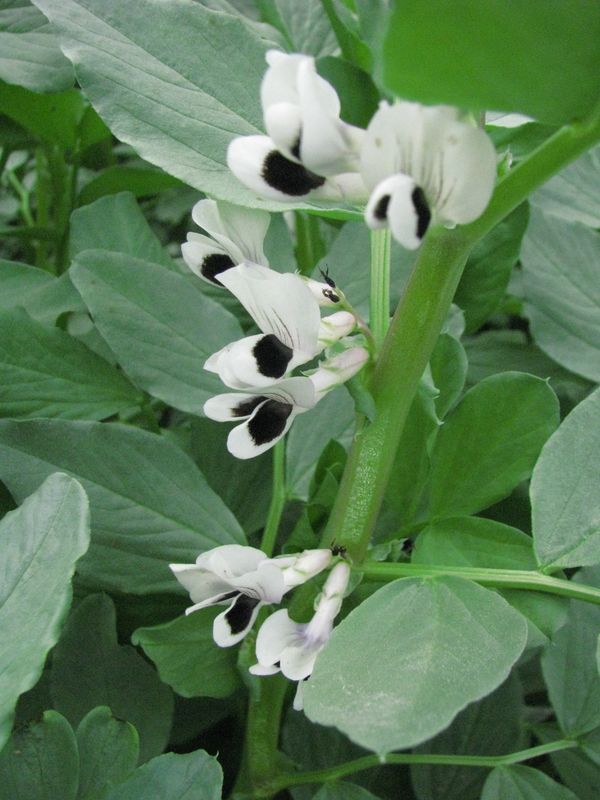 Soul of the Garden: Fava Beans and a Nice Chianti